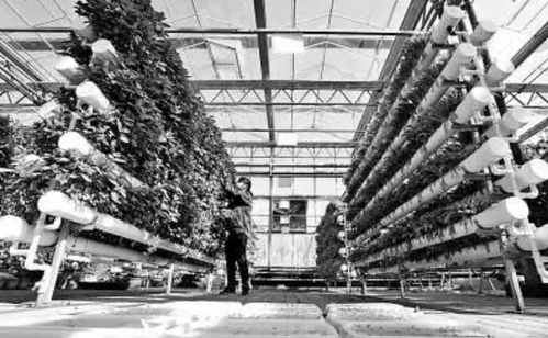 未來農業科技的三大突破 植物工廠、智慧農業與功能食品引領變革